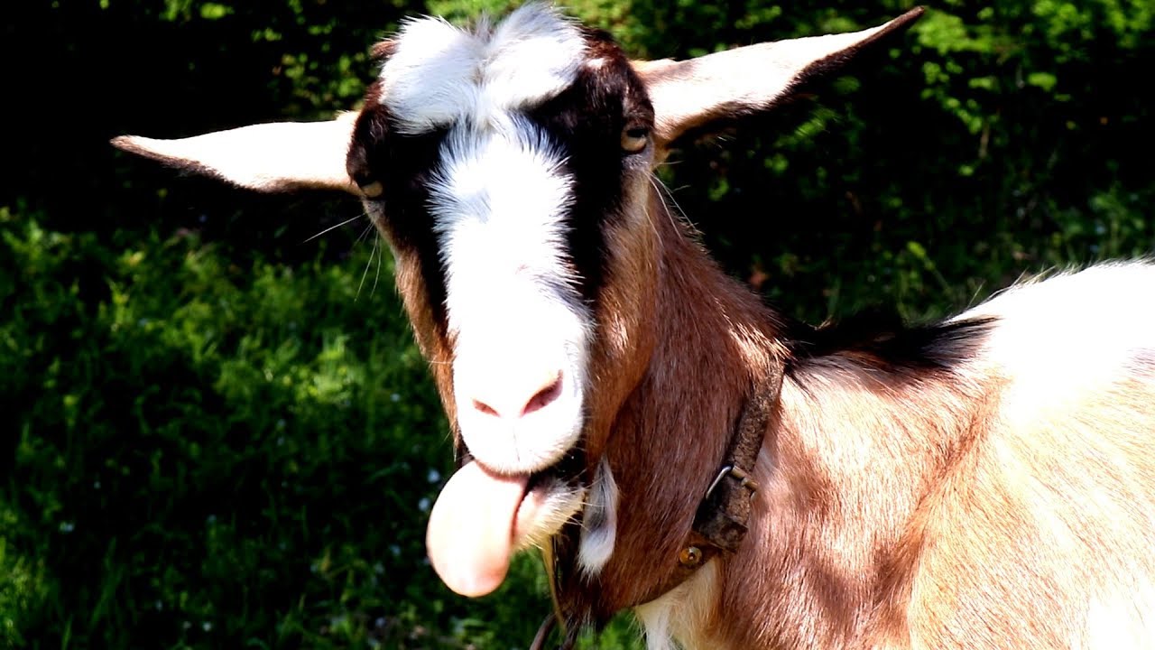 Vratio sam se u Bosnu - Vlog