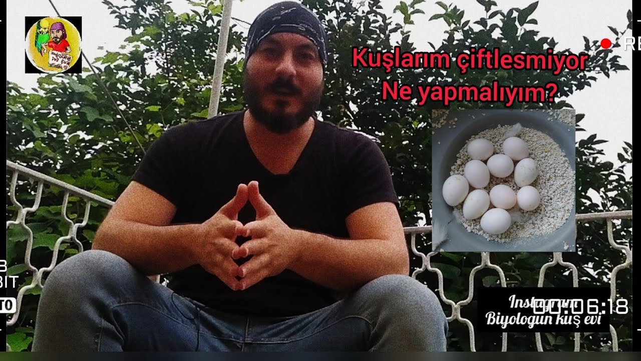 Muhabbet Kuşu Nasıl Kızıştırılır? l Profesyonel Bilgiler l Neler Verilmeli