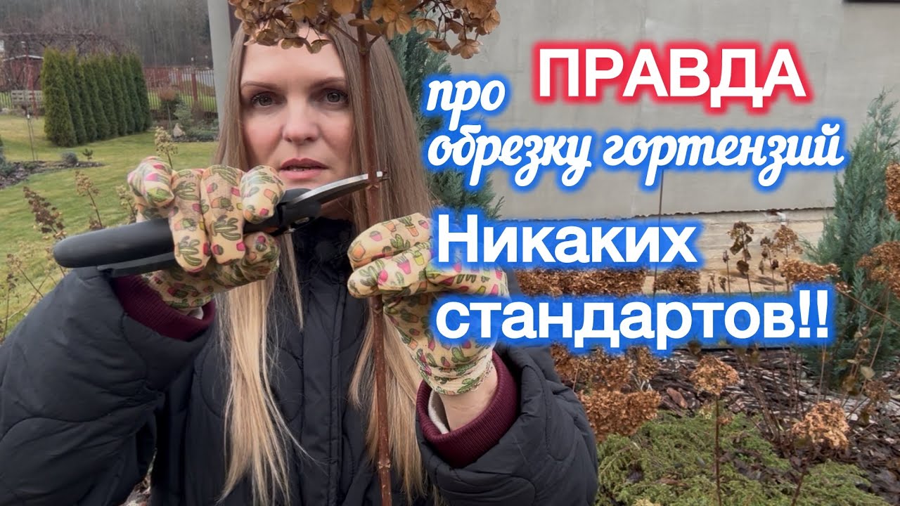 Мой способ обрезки метельчатой гортензии на штамбе. Идеальная форма без правил. 