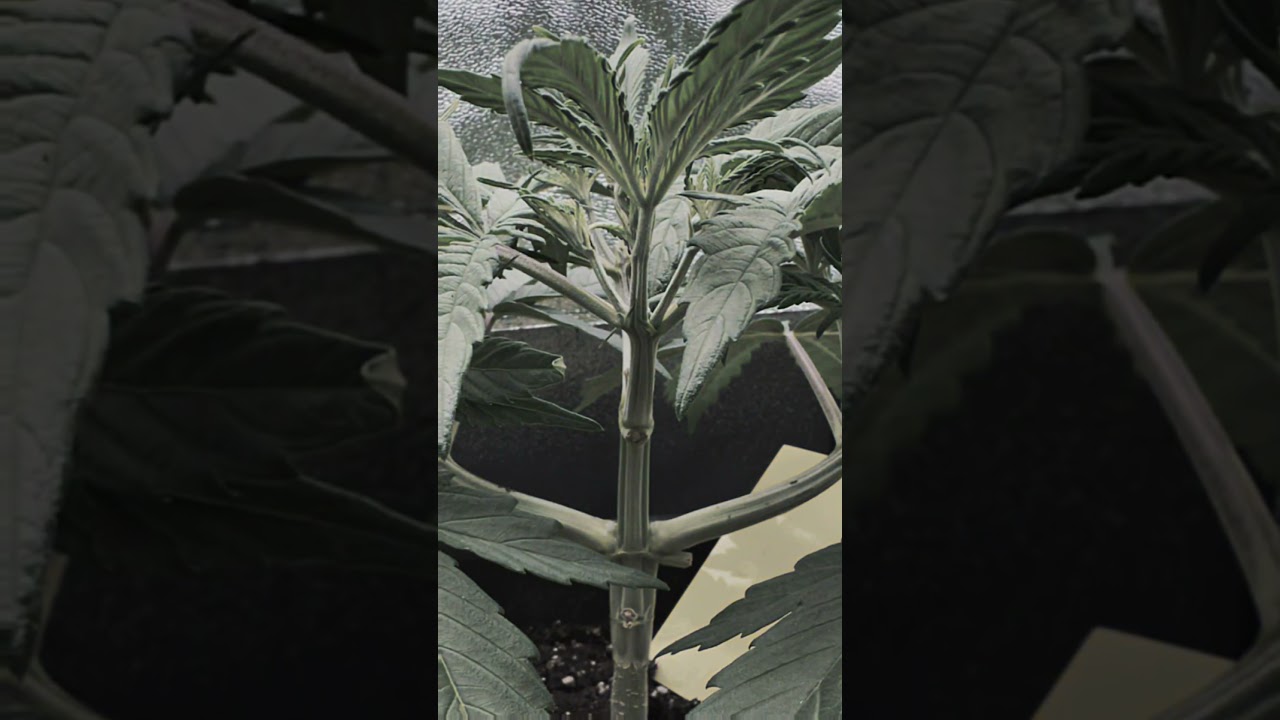 My First Grow in 20 Seconds&ndash;This Is How It Started  #cannabisgrower #growlife  #cannabiseducation