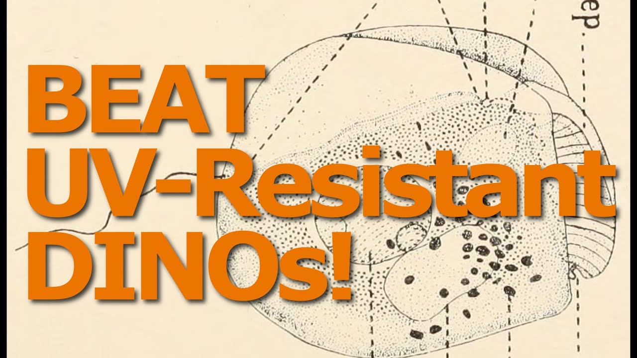 Beat UV resistant Dinoflagellates!