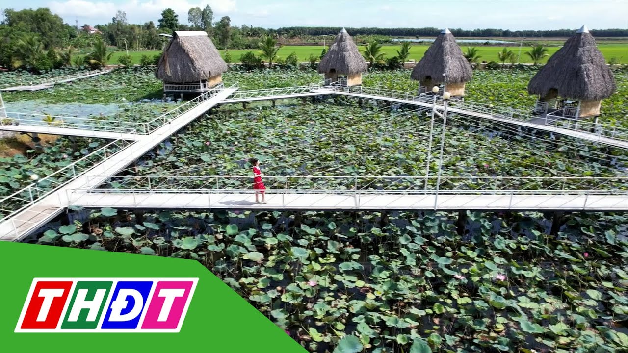 Về với sen quê Tháp Mười | Vi vu Đồng Tháp - 24/5/2024 | THDT
