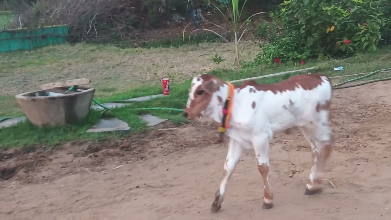 Maa basava Allari🐄🐄🐄🐄🤠