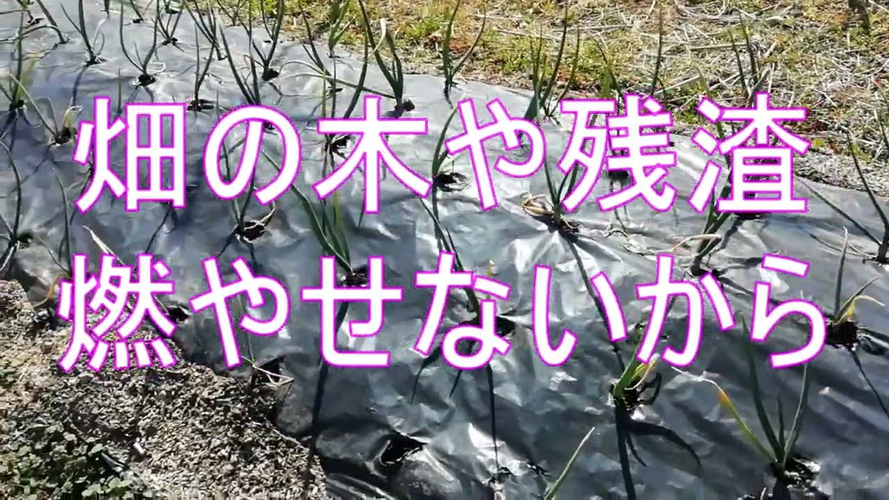 畑の木や残渣　燃やせないから