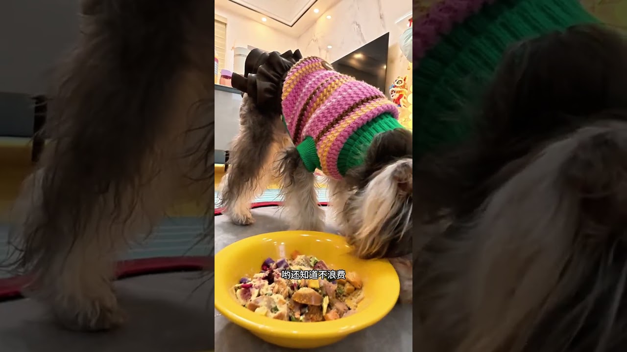 Cats & Dog's Adventure: A Day Out in the City