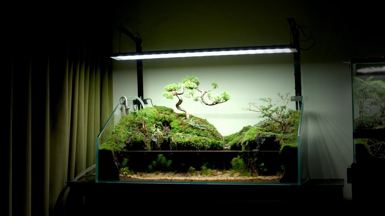 A Japanese Inspired Paludarium for Dwarf Cichlids