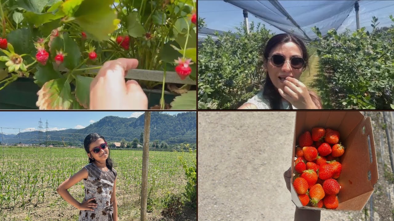চলো আজকে ঘুরে আসি এখানকার ফার্ম থেকে।Fruits picking in Austria. #probase #dailybengalivlog