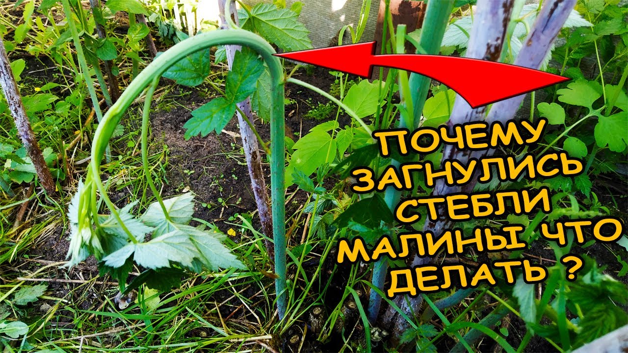 Загнулись молодые стебли малины. Как вылечить и не потерять урожай малины в следующем году. Малина.