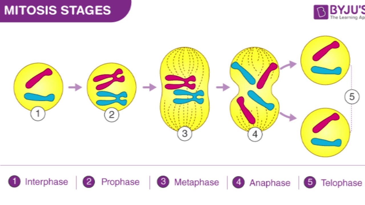 Mitosis