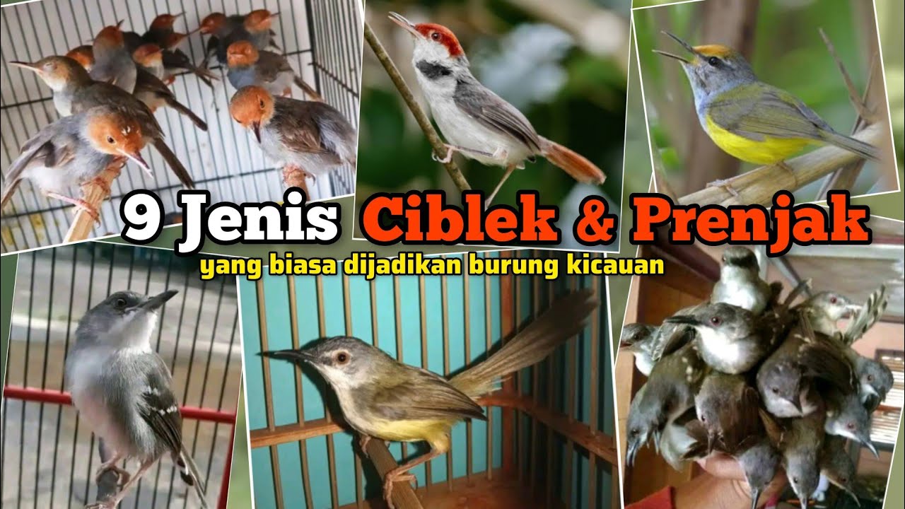 9 Jenis Burung Ciblek dan Prenjak yang Biasa dijadikan Burung Kicauan ‼️