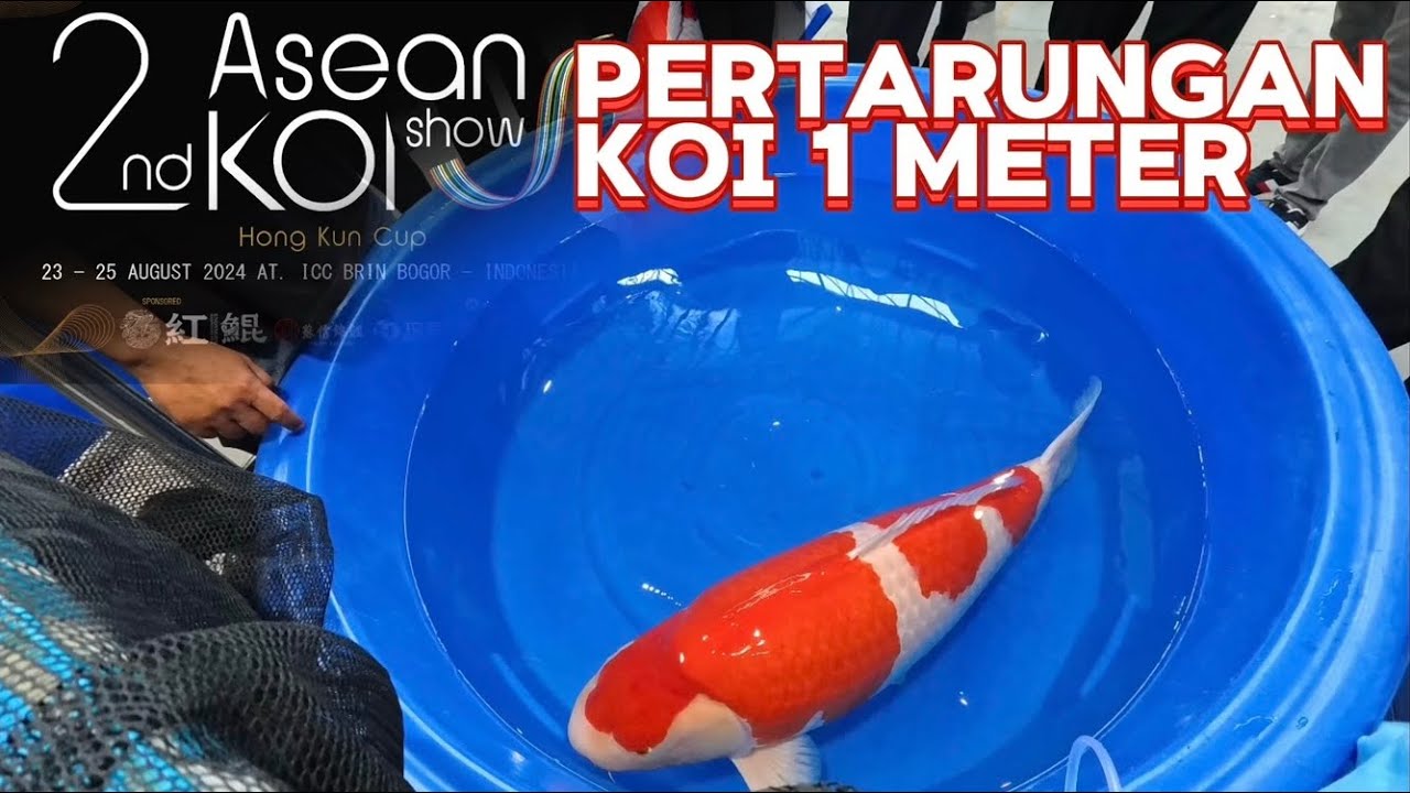 2nd Asean Koi Show | Pertarungan Antara Grand Champion