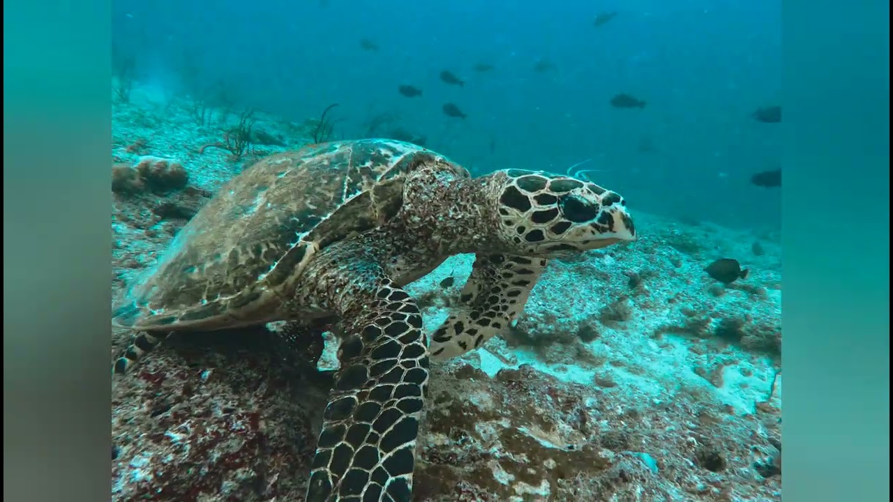 De Boulari &agrave; Dumb&eacute;a, une belle fin de semaine avec Iatok Diving Paradise Noum&eacute;a