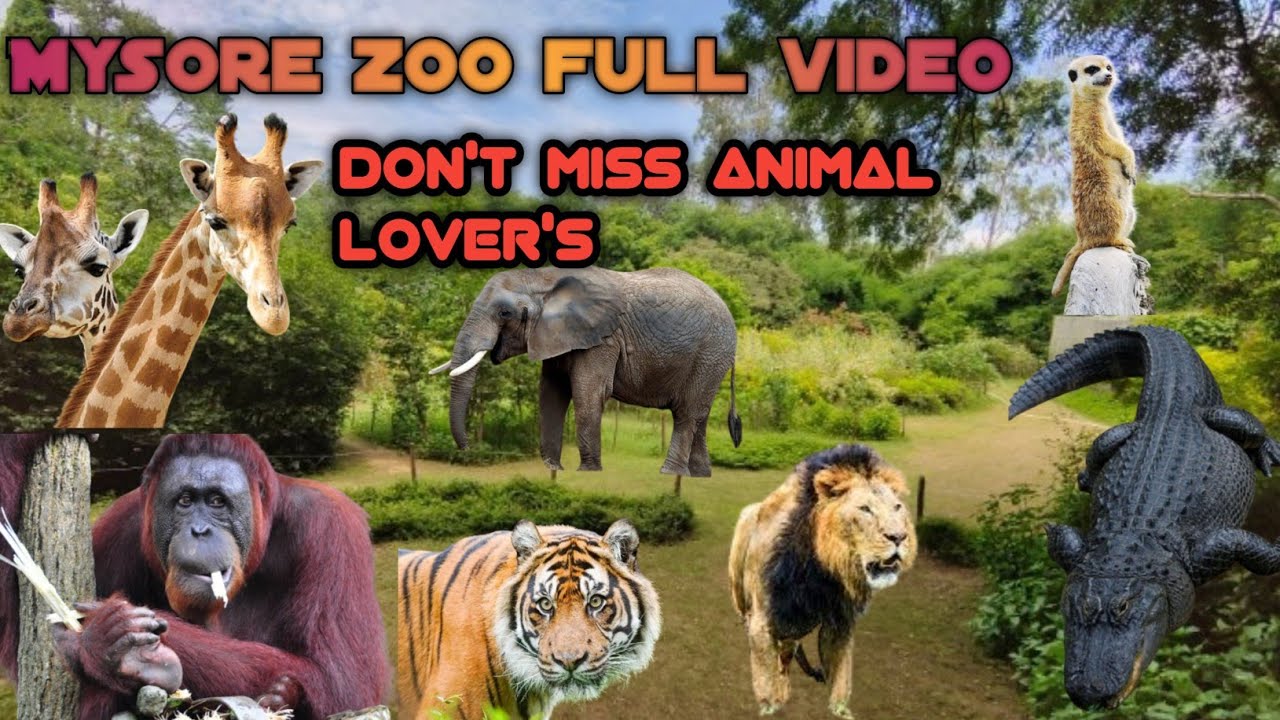 🦁 Mysore Zoo Full Tour | Animals, Birds & More | Man of Kundapur