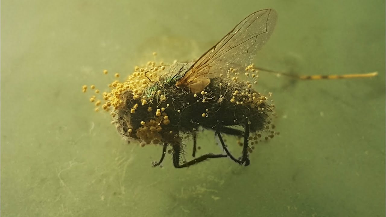 OSTA LOVE - About Time (Audio)