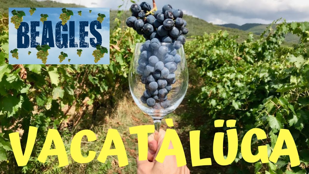 «VACATÀLÜGA» - BEAGLES (dall'album «Vitinho)