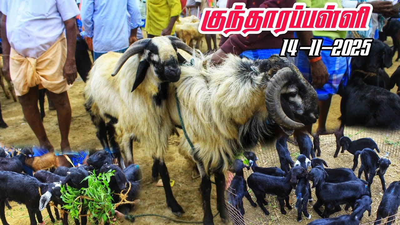 14-11-2025 kundarapalli Friday Goat market Krishnagiri district price details #tn24_sakthi_vlogs 