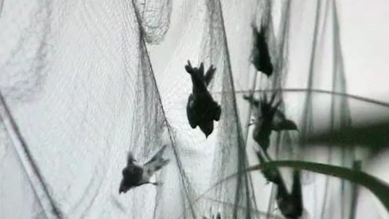 Catching birds with an invisible net or fog net bird trap