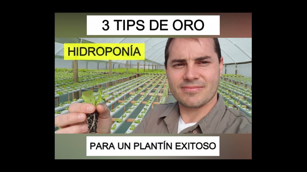 PLANTÍN EN HIDROPONÍA - 3 TIPS DE ORO