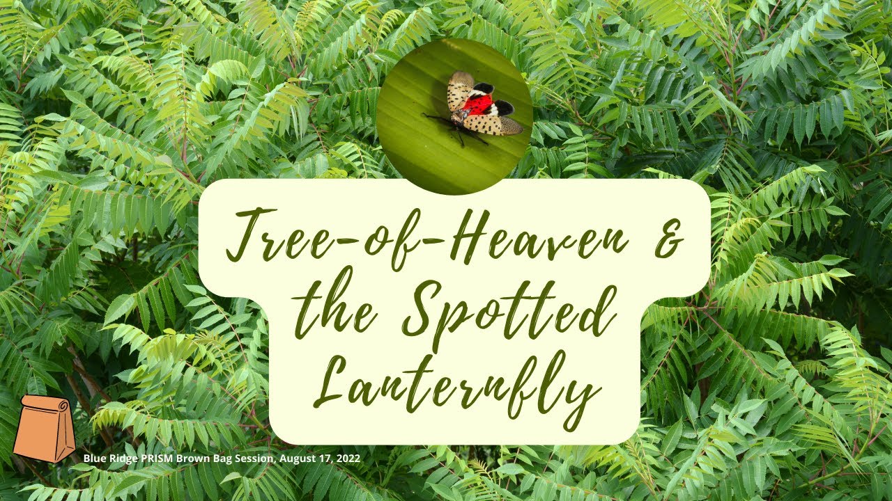 Brown Bag Session: Spotted Lanternfly and Tree-of-heaven