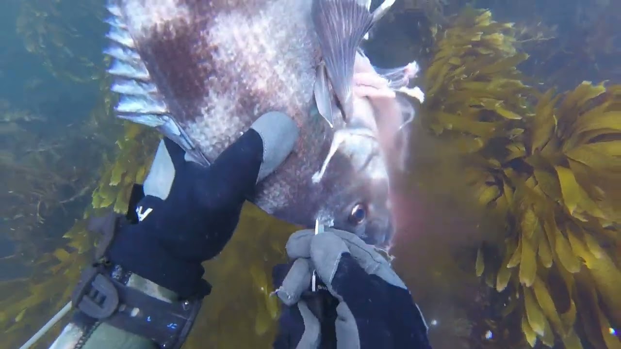 end of the year shore dive south coast wellington 2024