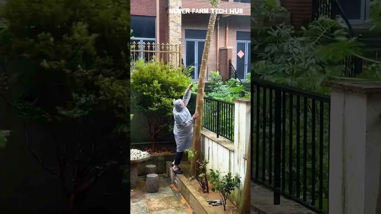 Chop down old papaya trees, really tall ones 