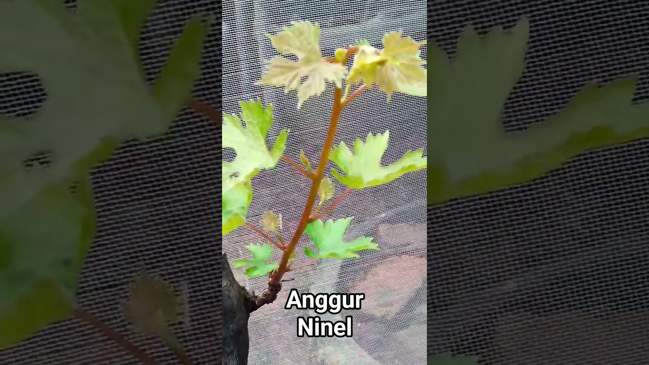 Anggur ninel #anggurninel #shorts #viral #subscribe