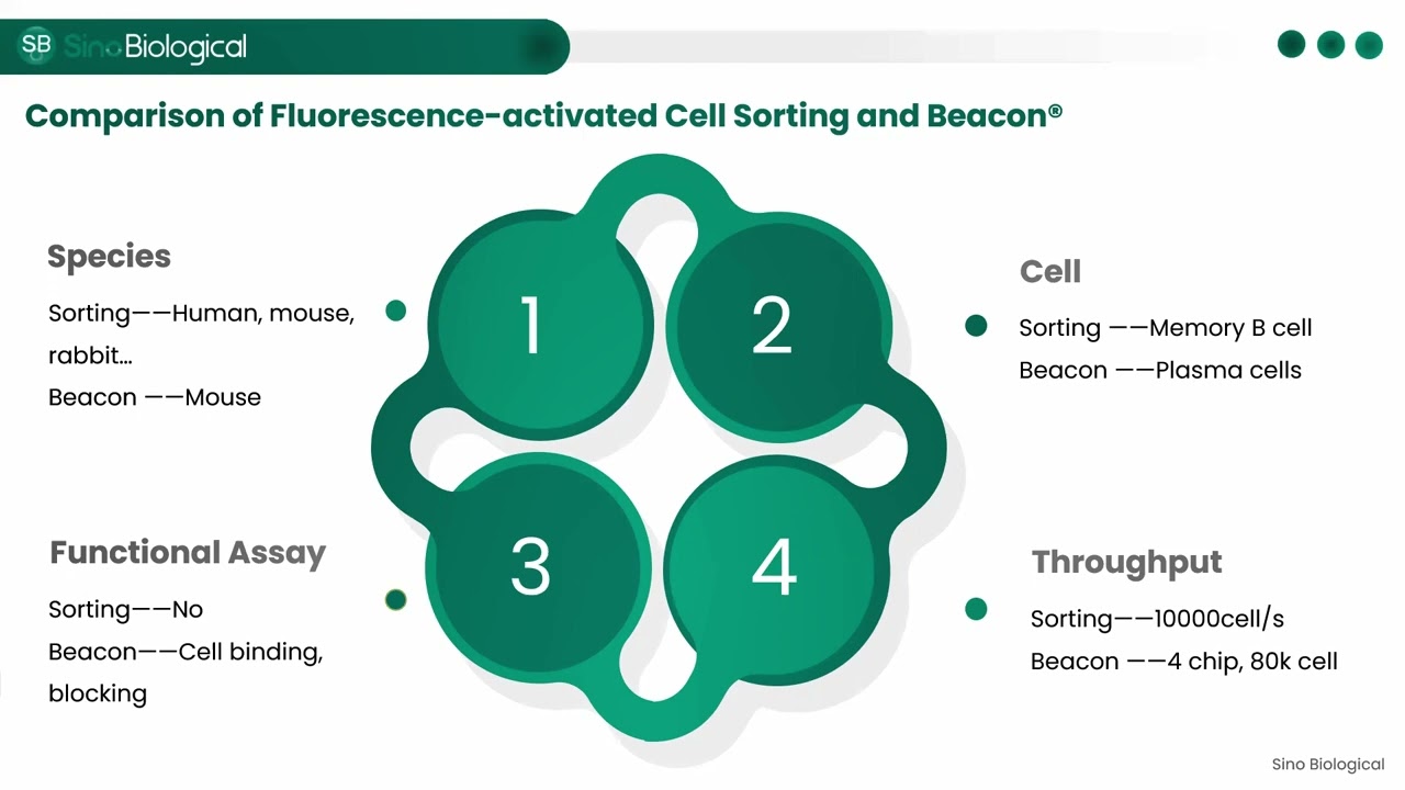 Antibody Discovery by Single B Cell Screening on Beacon®