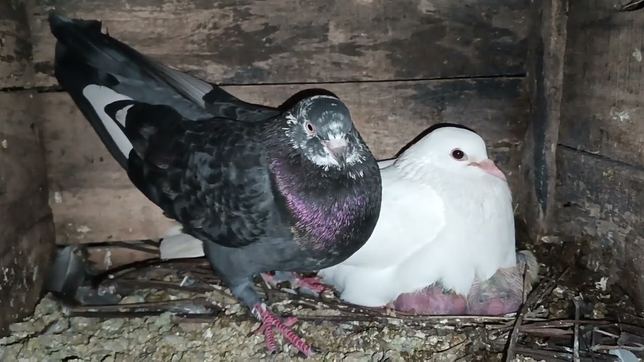 সবগুলো কবুতর থেকে বাচ্চা পেলাম 🤩