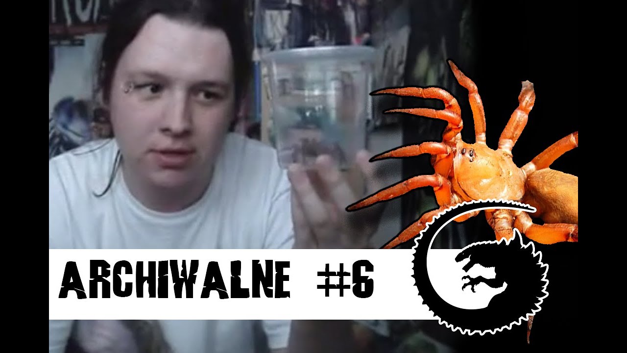 ARCHIWALNE #6: Ctenolophus sp. red aka Red Trapdoor Spider (CZYTAJ OPIS!)