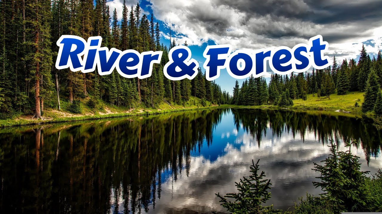 River And Forest