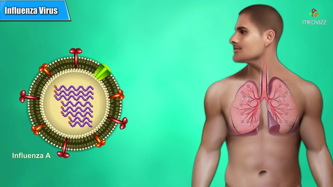 Influenza Virus Microbiology Animation