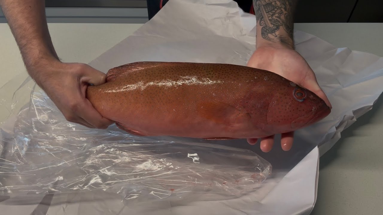 Beautiful coral trout cooked on charcoal!! (Clean & cook)