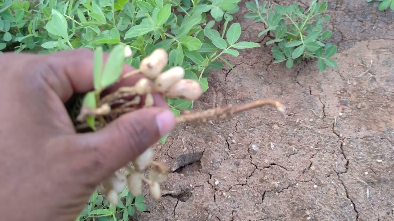 Peg formation in groundnut crop