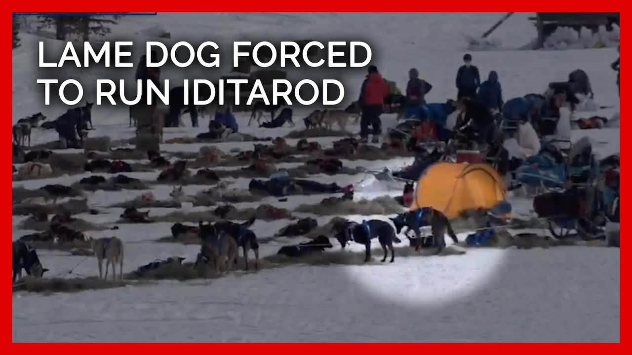 PETA Statement re Lame Dog Forced to Run Iditarod