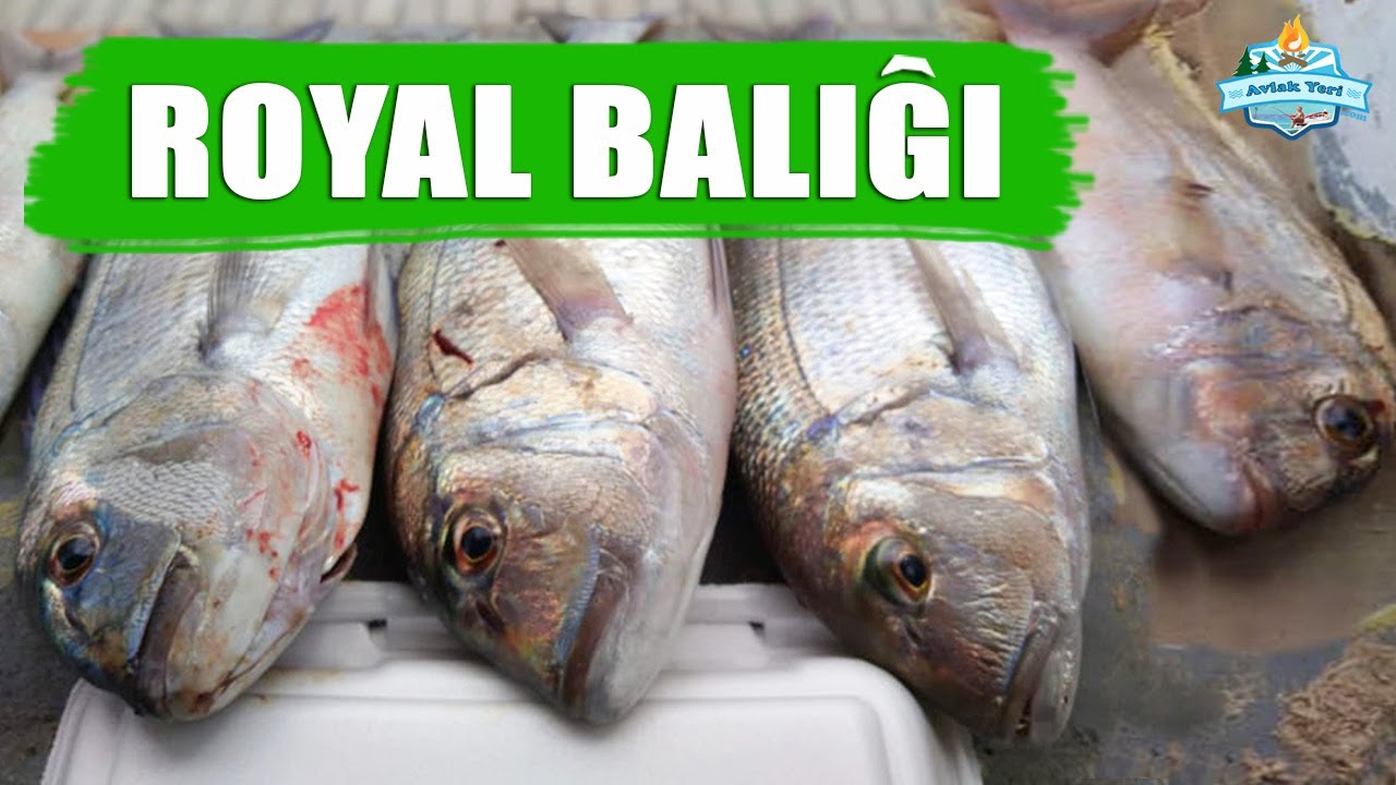 DENİZLERDE YENİ TÜR, ROYAL BALIĞI!! / YAĞMUR ALTINDA EFSANE BİR AV!!