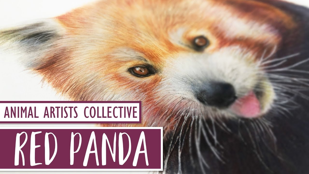 Animal Artists Collective - Drawing a RED PANDA With Colored Pencil