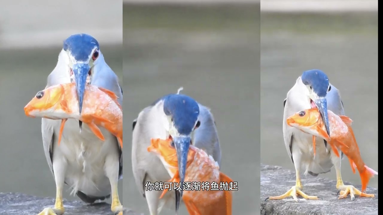 如何成为一只夜鹭