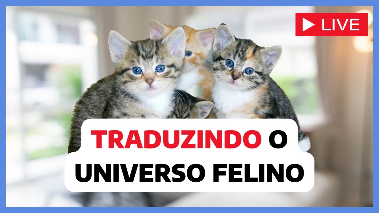 Principais dúvidas sobre o comportamento felino | Catiofeli Explica! EP. 06