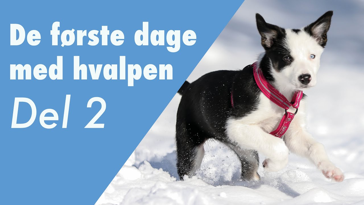 De første dage med hvalpen, del  2 - start med den gode leg