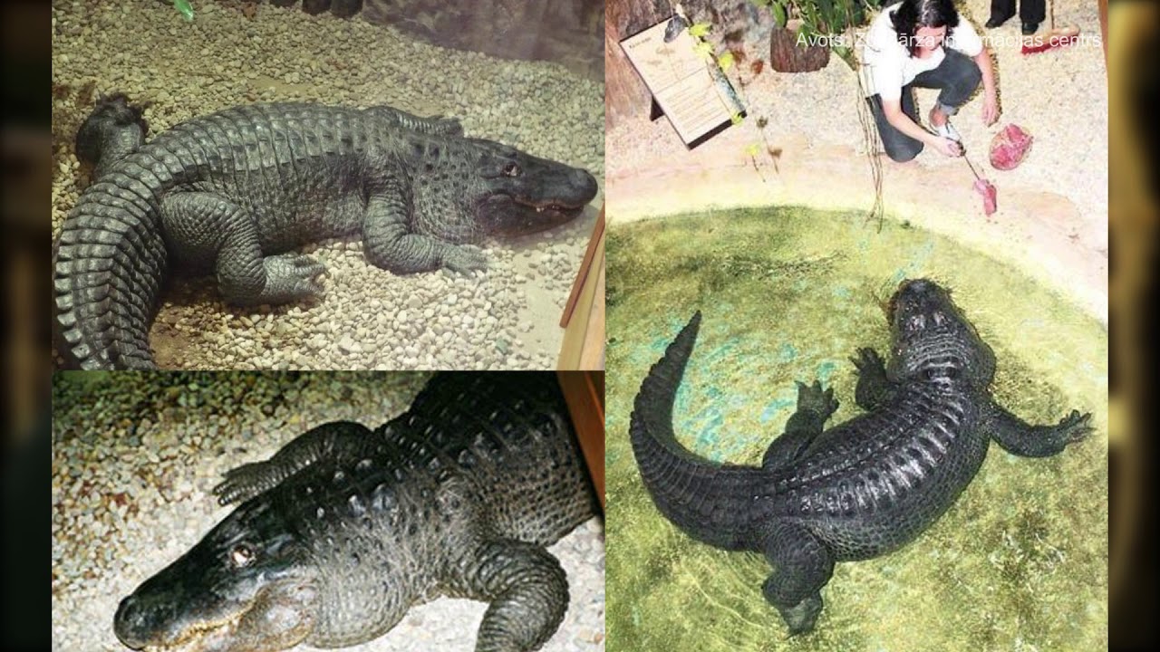 Zooloģiskā dārza mirušie dzīvnieki