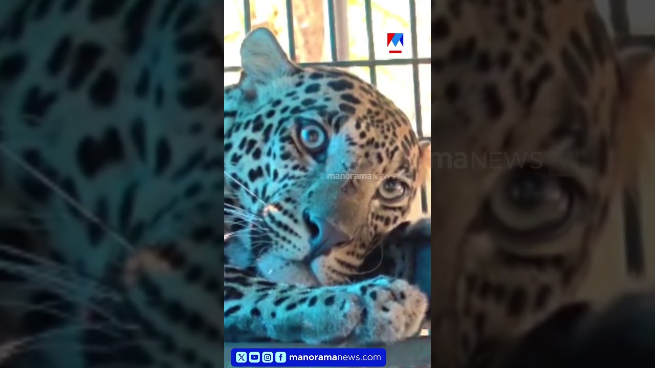 പാലക്കാട് പാലക്കയത്ത് കൂട്ടിൽ കുടുങ്ങി പുലി #Leopard #palakkad #forest