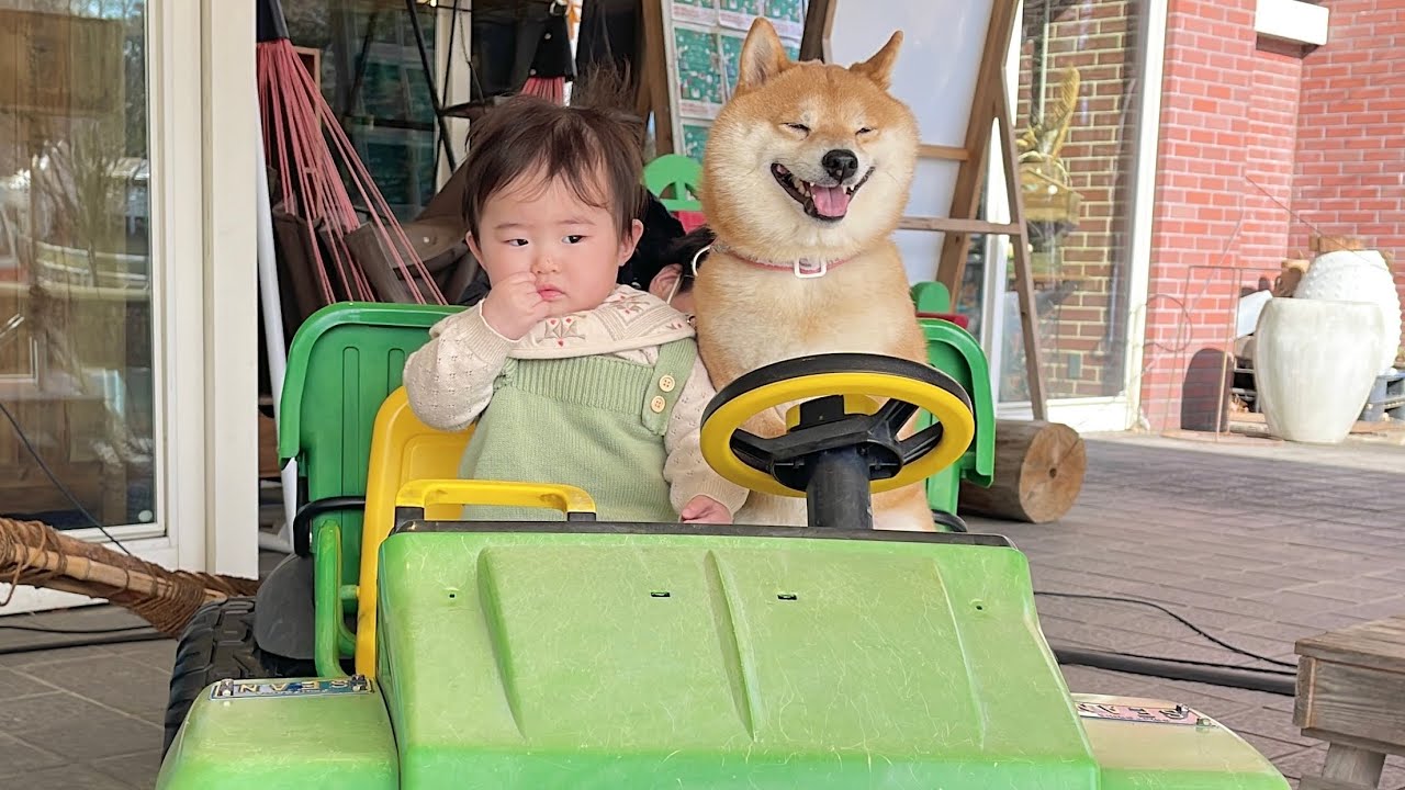 乗り物に乗るとノリノリで運転席に座ってしまう豆柴が可愛すぎました…