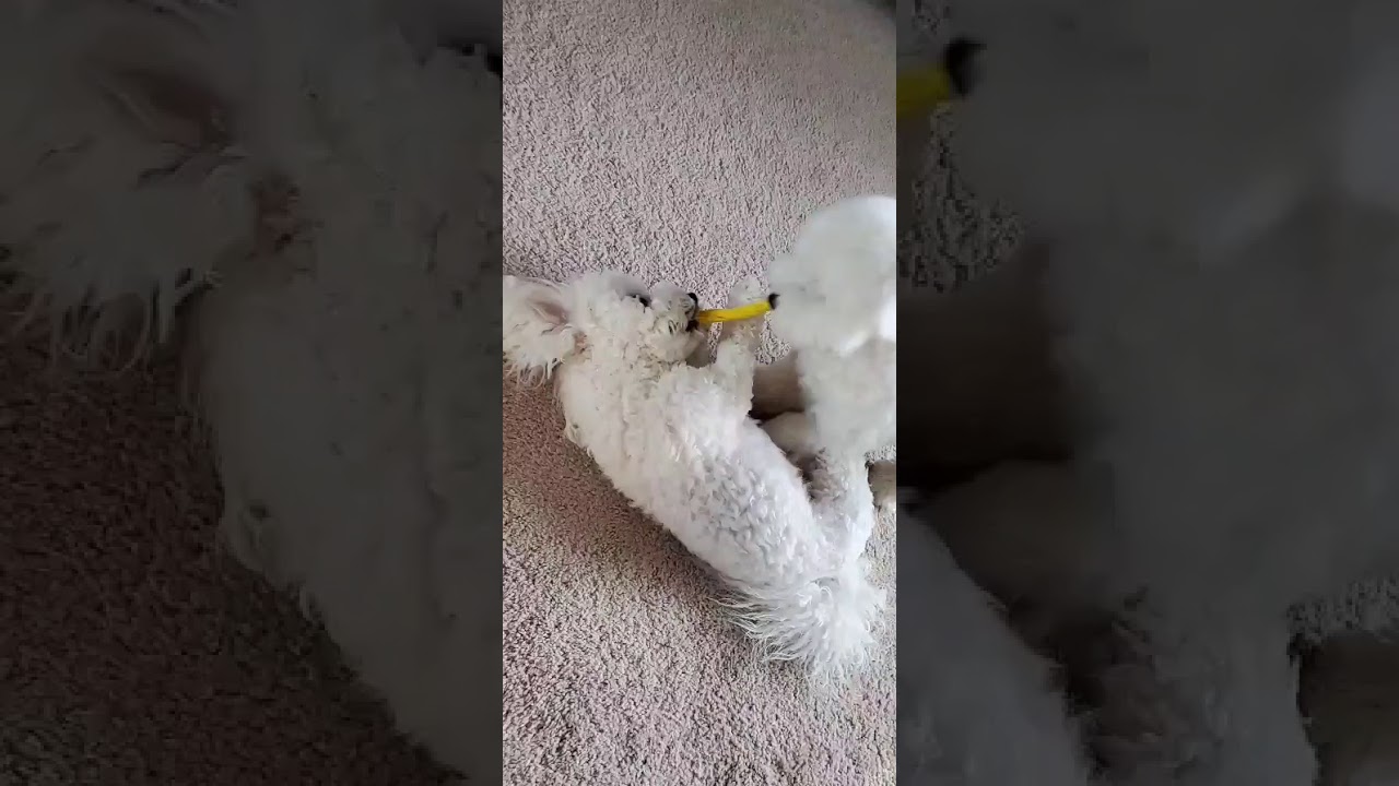 The boys fighting over a scrunchie