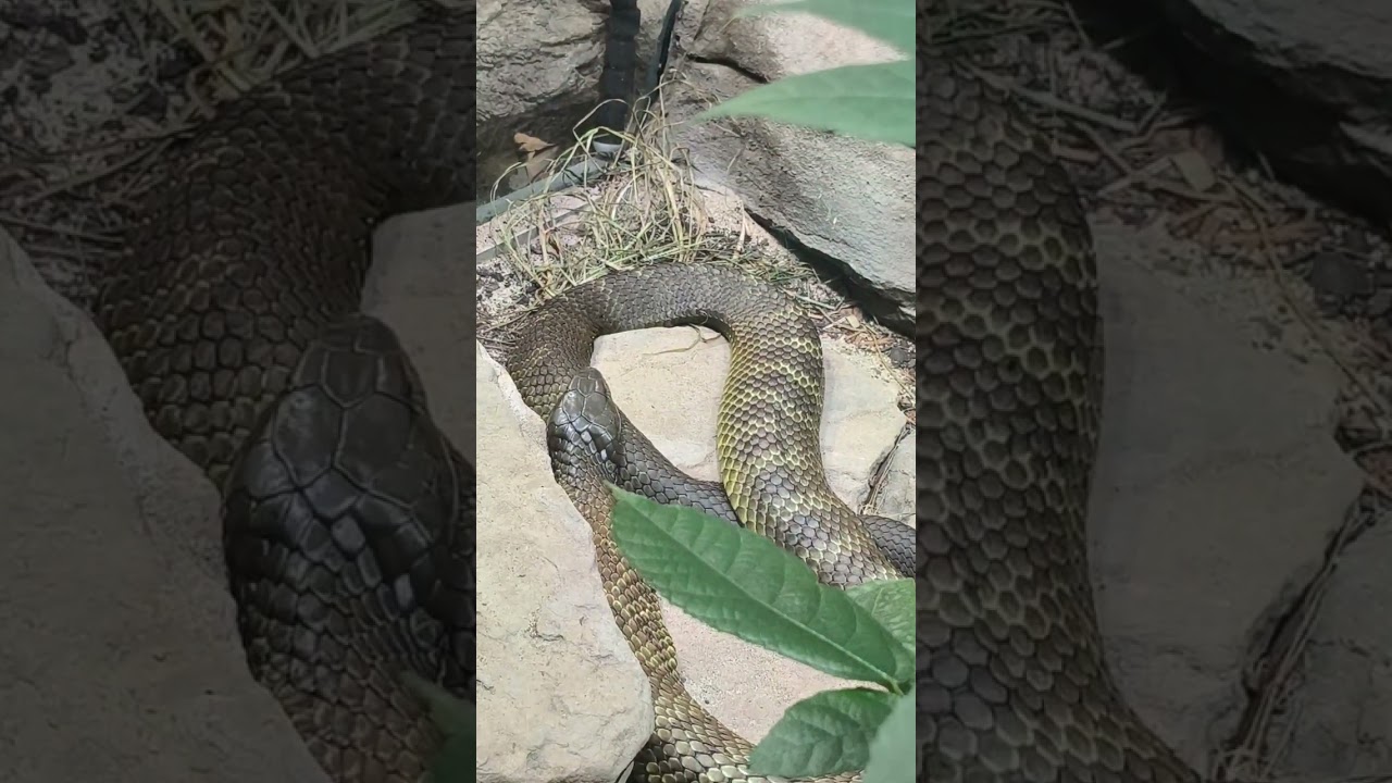 Most dangerous snakes and animals in astralia 