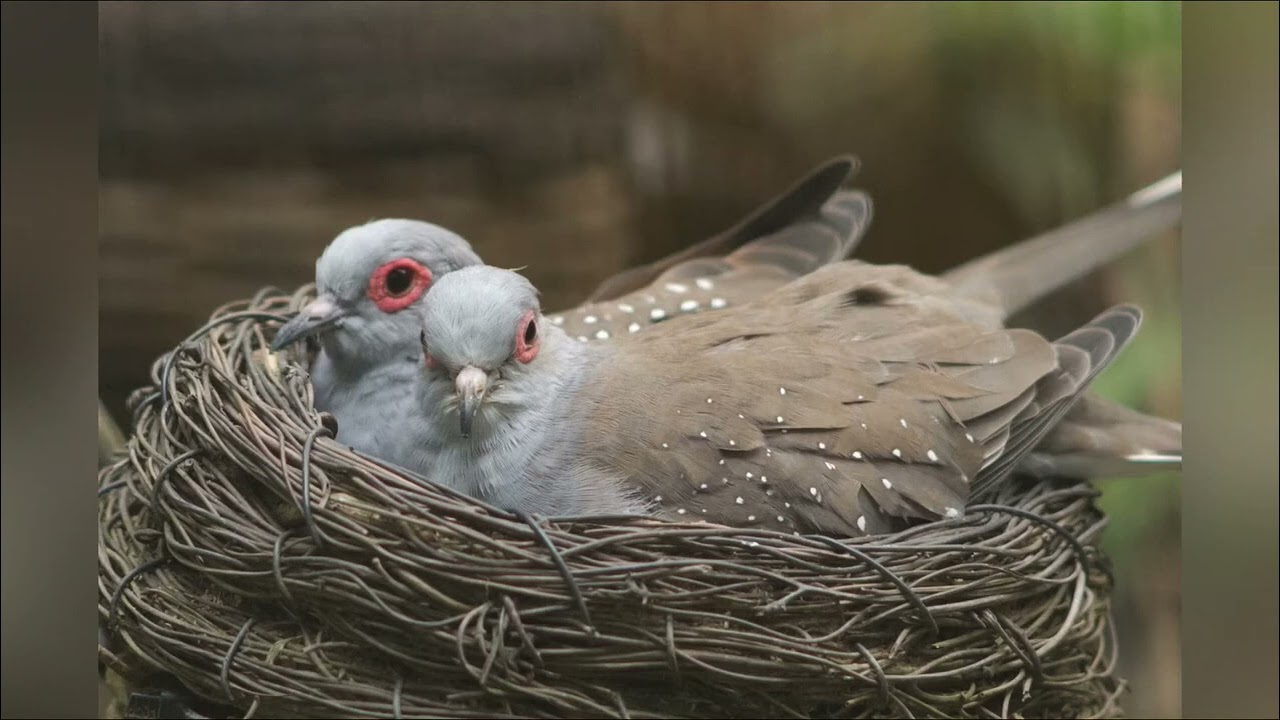 لتسريع ألتعشيش ووضع ألبيوض موسم خير ع جميع أي استفسار بخدمتكم