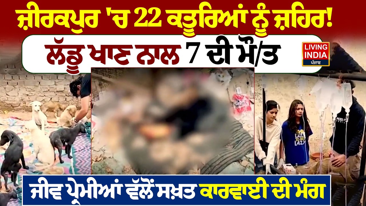Zirakpur 'ਚ 22 ਕਤੂਰਿਆਂ ਨੂੰ ਜ਼ਹਿਰ ! ਲੱਡੂ ਖਾਣ ਨਾਲ 7 ਦੀ ਮੌ/ਤ, ਜੀਵ ਪ੍ਰੇਮੀਆਂ ਵੱਲੋਂ ਸਖ਼ਤ | Police Action