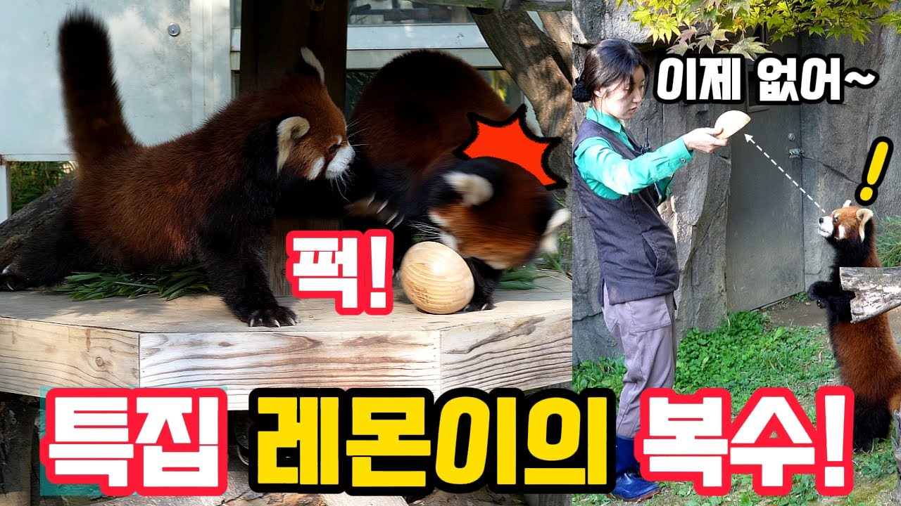 판다월드 레서 판다 특집🦊레몬이의 복수! 떨어진 그릇에 깜짝 놀라는 레몬이😱치열한 간식 쟁탈전🤣생생한 현장음 그대로 #레서판다 #레몬이 #레아