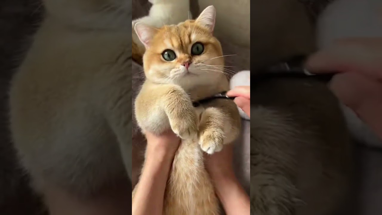 Essential tips for kitten owners😻💕 Keep your kitten healthy and happy 