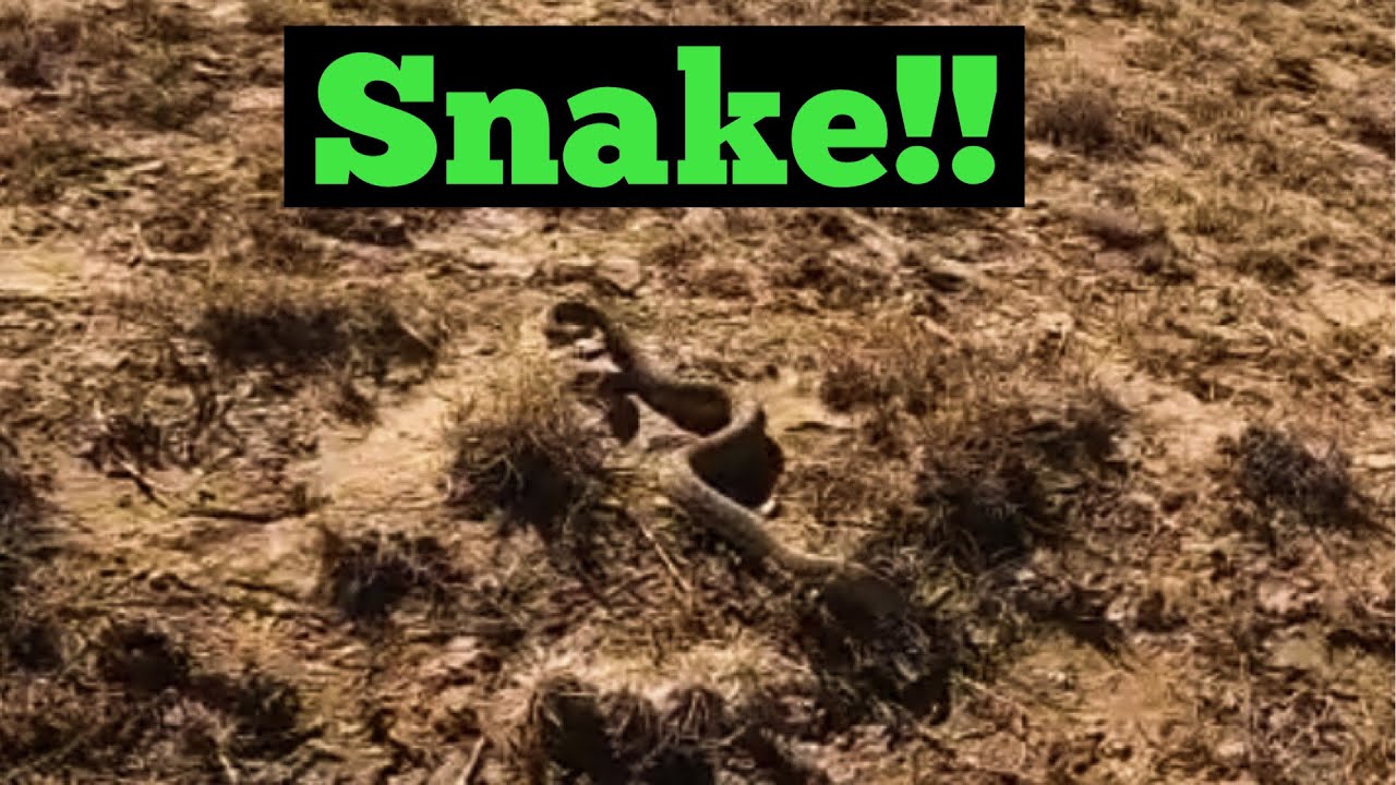 Said Hello to a Prairie Rattlesnake While Scouting for Scaled Quail