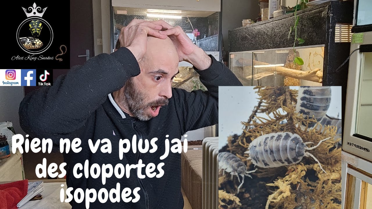 RIEN NE VA PLUS JAI DES CLOPORTES ISOPODES Alex king snakes